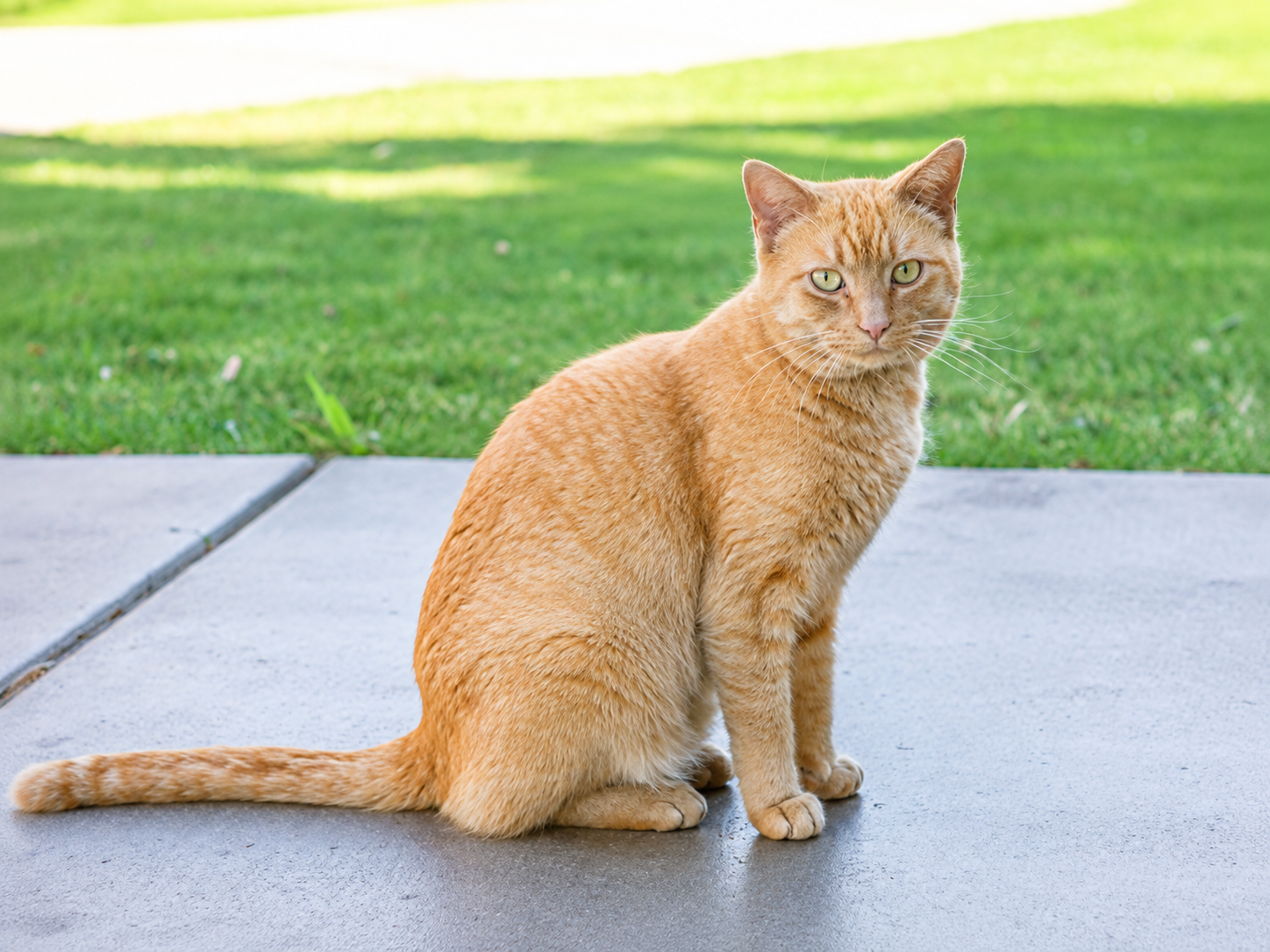 Meet Max: The Campus Cat Helping UAT Students Feel at Home